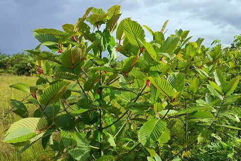 Lush green leaves of a young tree with red flower buds, set against a clear blue sky and grassy field.