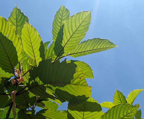 Vibrant green leaves basking in sunlight against a clear blue sky, showcasing their textured surface and healthy growth.